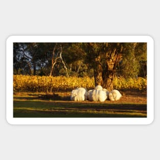 Autumn in the Vines - Adelaide Hills Wine Region - Fleurieu Peninsula - South Australia by Avril Thomas Sticker